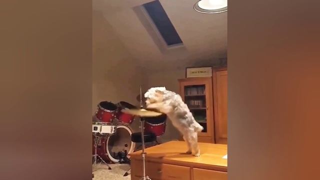 Забавные котики и собачки 😹🐶 | Минутка позитива и улыбок! 🤗