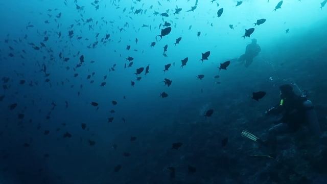 Scuba Diving in Sipadan Sempora Sabah Malaysia