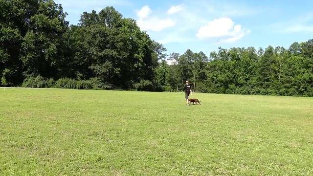 2yo Chocolate Lab(FIONA)|1Week OLK9RVA