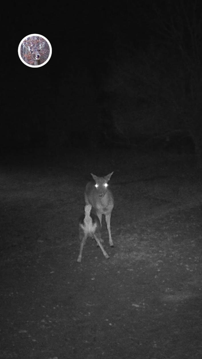 олененок добрался до молока прямо у нас во дворе #лань #животные #deervader