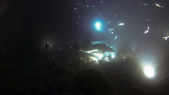 Night Diving with Manta Rays, Kona, Hawaii