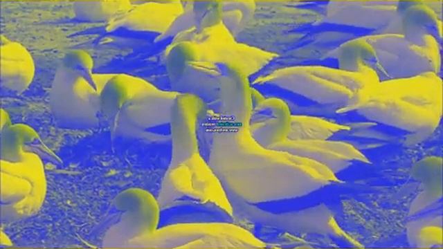 wildlife in g major 2002
