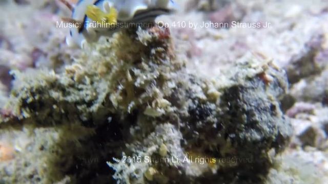 GoPro: SCUBA Diving Malaysia 2015 - Sipadan / Mabul / Kapalai / Seaventures Full HD 1080p