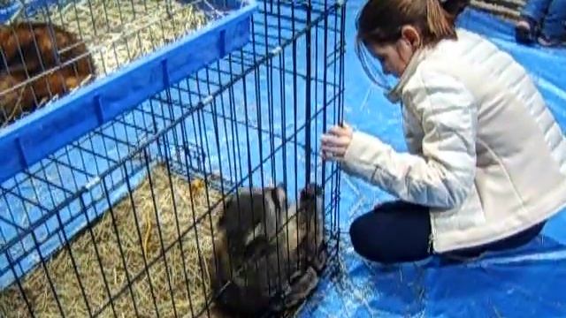 Енот | Выездной зоопарк