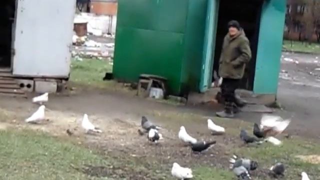 Голуби в городе Днепр