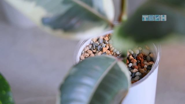 Мы такие разные 5