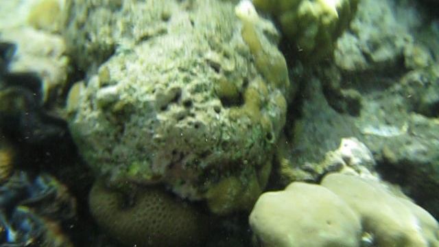 Фотоохота за рыбами!Снорклинг!Красное море!