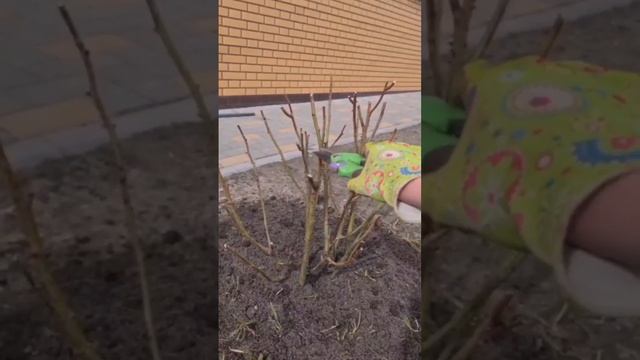 Весной всегда провожу санитарную обрезку роз🌹