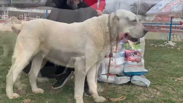 Питомник Из Древнего Рода: Эста,Чили Перец, Формула Фрешь и Нарда. Моно Новороссийск