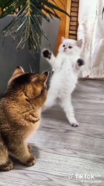 кот завис, котики