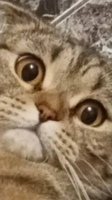 То чувство, когда Котик не тактильный... Подпишись#животные #кот #смешно #мем #котики #юмор #озвучка