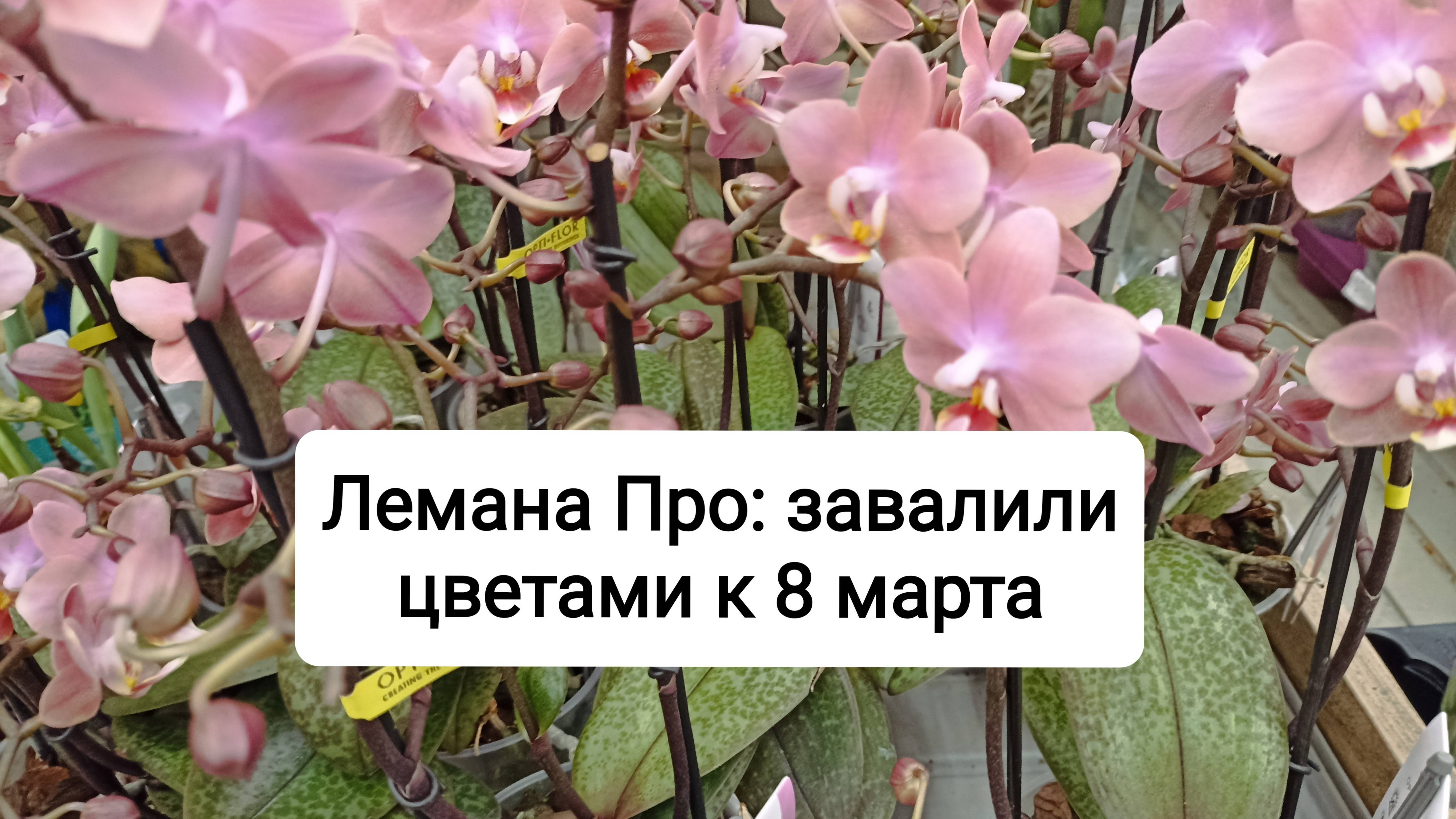 Лемана Про: завалили цветами к 8 марта