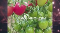Каталог томатов 2024 г. Часть13. Проверенные сорта. г. Киров