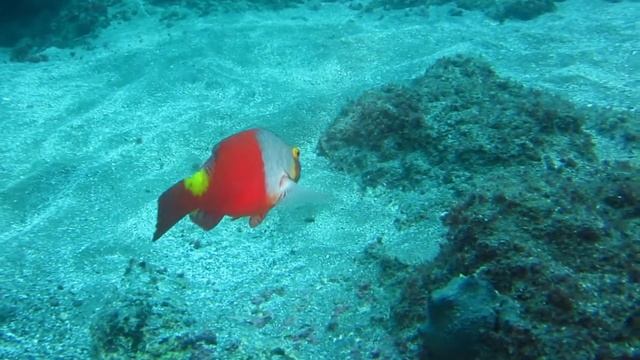 Diving Gran Canaria - Spain