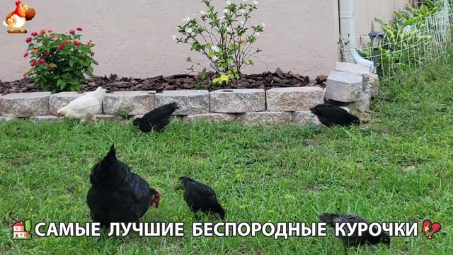 Курочки селяночки лучшие беспородные несушки 🥚 (7)