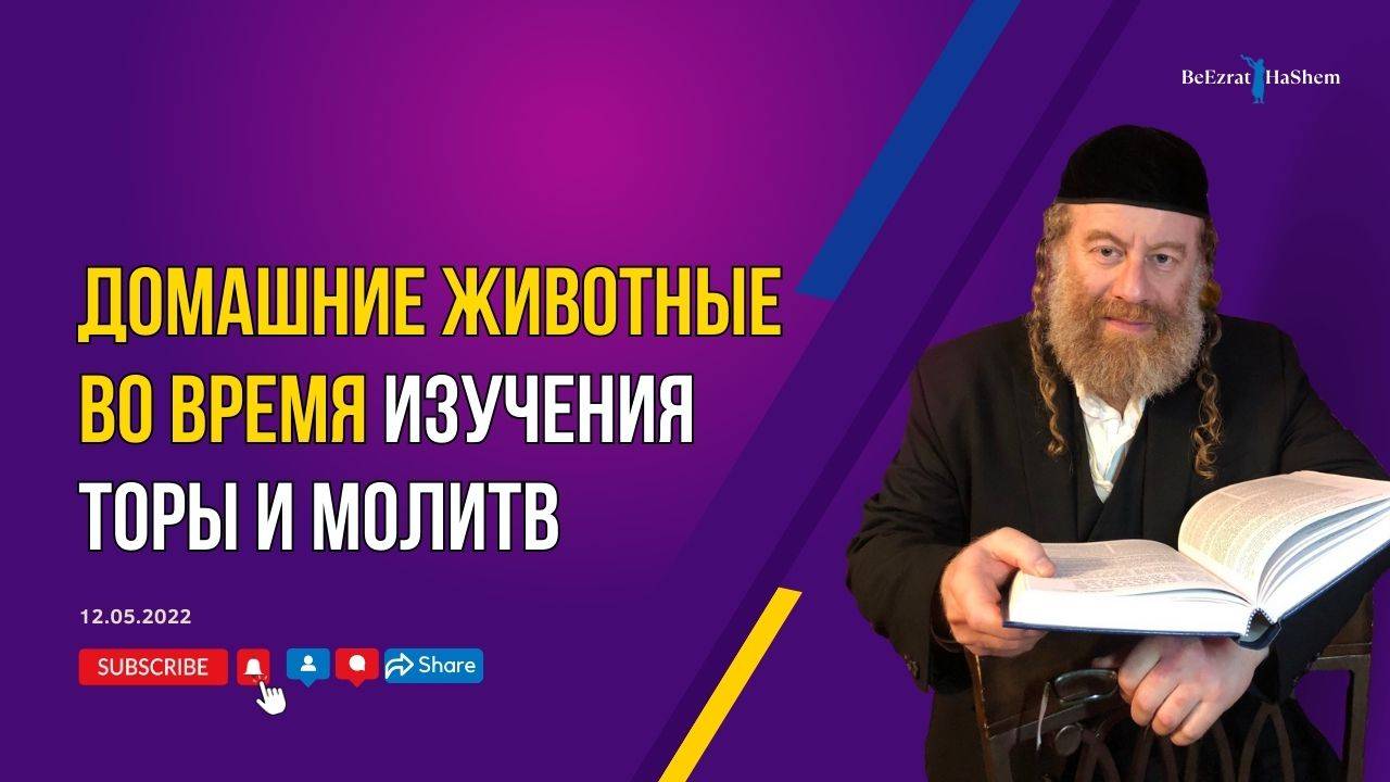 Домашние животные во время изучения Торы и молитв