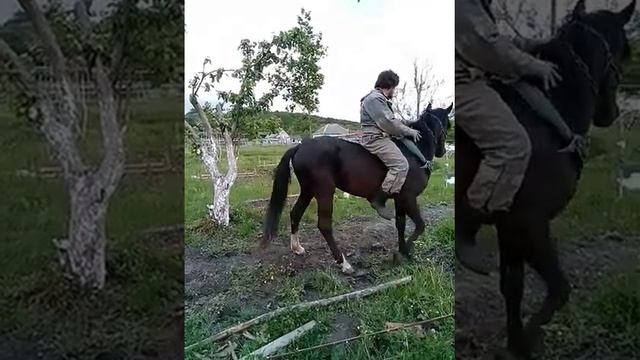 Езда без седла и железа.  Аватарим по мягкому на жеребце