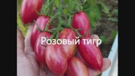 Каталог томатов 2024 год. Часть 12. Проверенные сорта. г. Киров