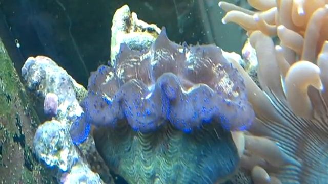 BLUE CLAM 2.mpg