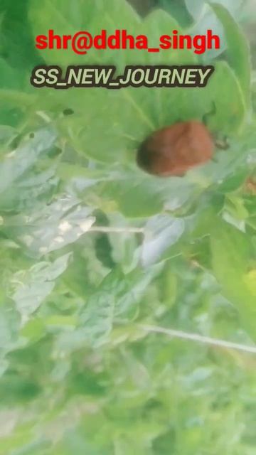 #nature #tomato #plants #insects #motivation #ss_new_journey