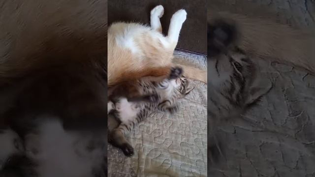 Малыш Стёпка