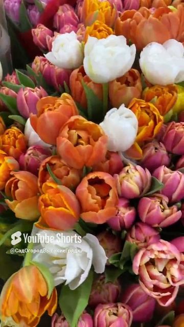 8 Марта! Дарите женщинам цветы!#8марта #поздравление #shorts