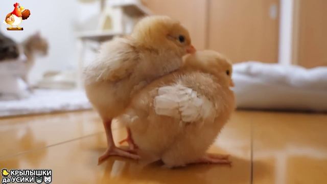 Утята и Цыплята - Кошки и котята (241) Хвостики да Усики ❣️😲😂