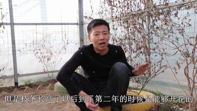 【養養養花花花】你知道你的牡丹為什麼花苞枯萎嗎？春季萌芽做2步，開花大花期長