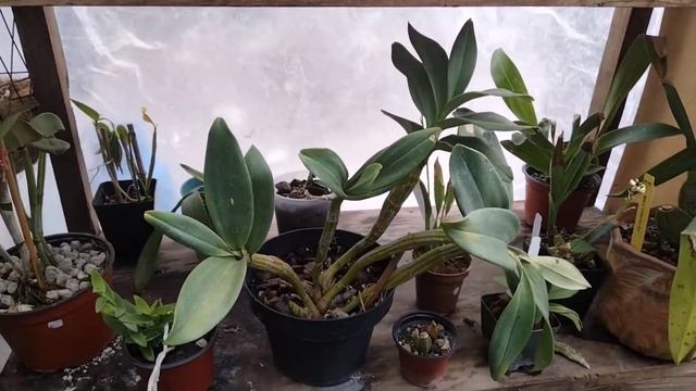 Cómo salvar orquidea con corona podrida