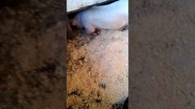 Проветривание Стайки и уборка. 24.
