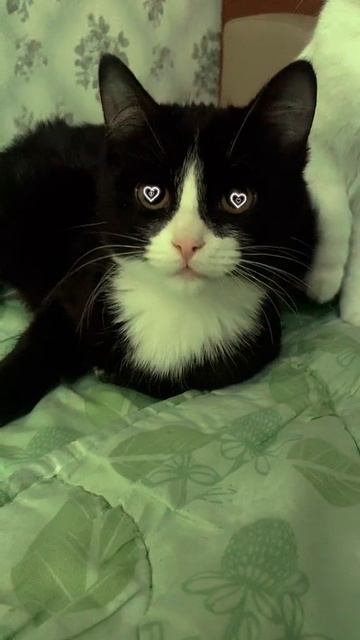 Коте будущего