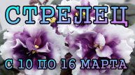 СТРЕЛЕЦ таро прогноз на неделю с 10 по 16 МАРТА 2025 года.