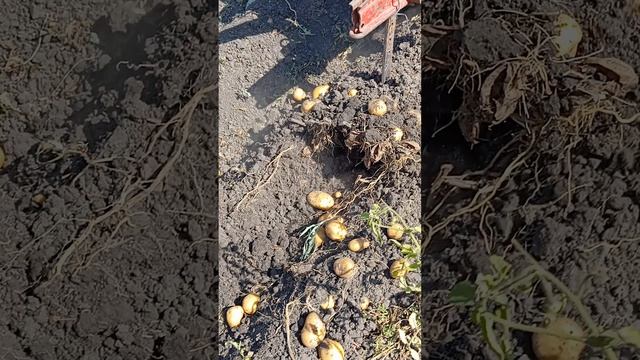 картофель лимонка 06.09.2024г.