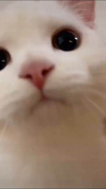 Милые котики