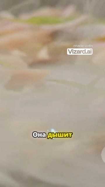 Сёстроминг_ радость в каждом укусе!
