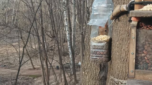 Поздравляю женщин С наступающим праздником 8 Марта