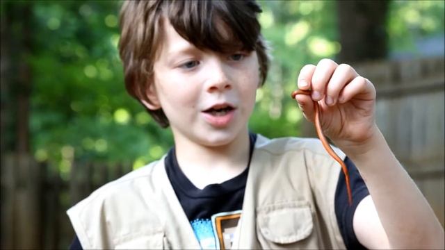 The Red Bellied Snake - A false alarm!