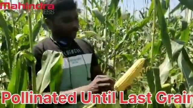 Mahindra MM 2929 Hybrid Maize