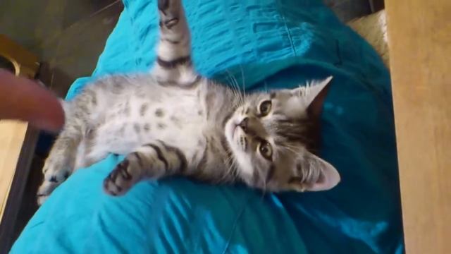 Котенок Жорик. Охотник затаился. 6 серия.