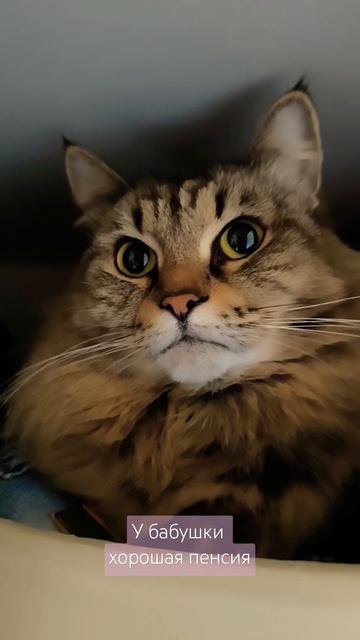 #котики #юмор #животные
