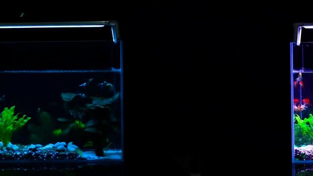 2.4G Programable LED Aquarium light, 30CM,45CM,60CM,75CM,90CM,120CM