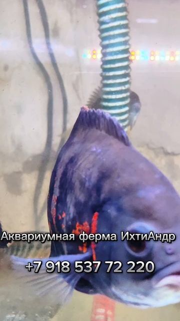 Lv_0_20250306032240.mp4