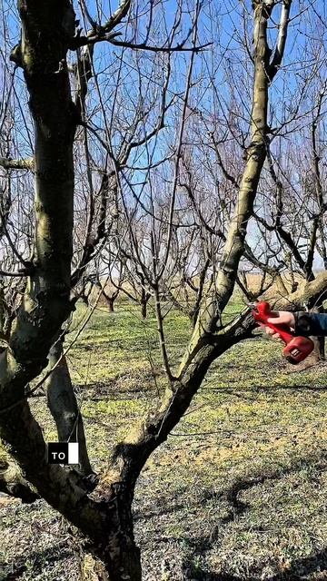 Не обрезайте жировые побеги в этом случае