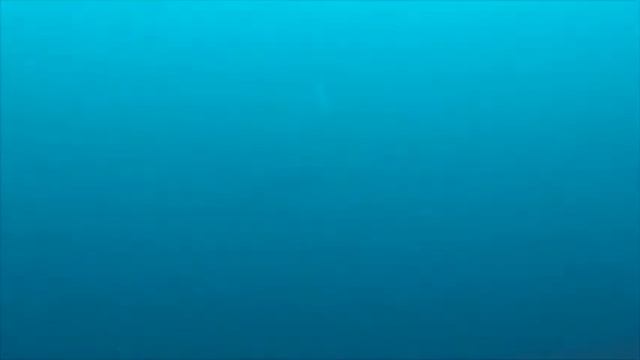 belize and mexico diving
