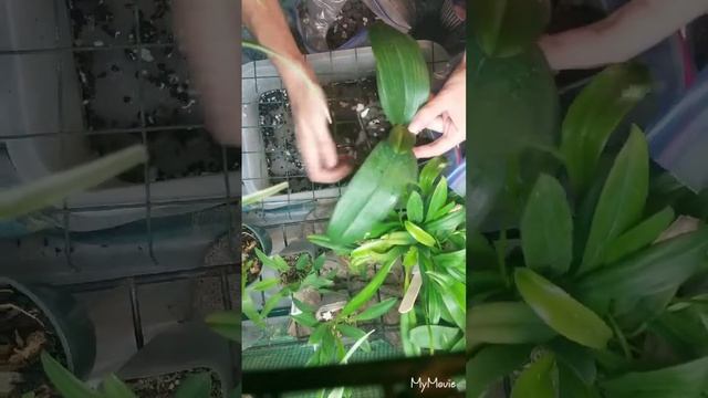 Phalaenopsis Repotting demo