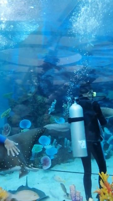 Underwater Dancing  #cebuoceanpark #shorts