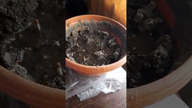 Мои растение уход и как вырастить