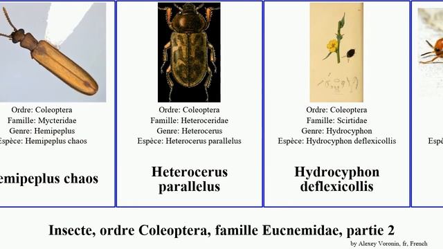 Insecte, Ordre Coleoptera, Famille Eucnemidae, Partie 2 Euconnus Haliplus Chaos Communis Festivus