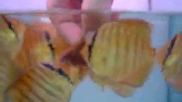 Discus fish eating from my hand