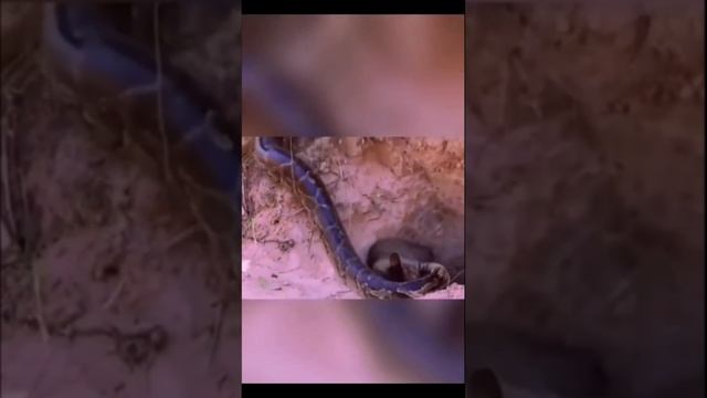 Коты защитники(весёлая подборка №2)